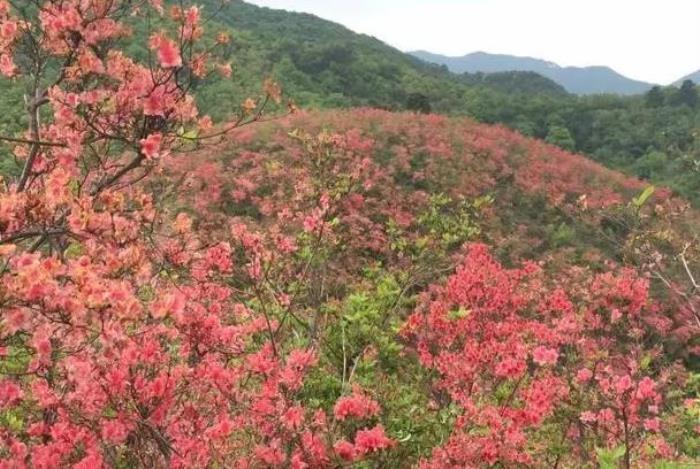 台州赏樱花的地方有哪些 台州赏樱花的地方有哪些