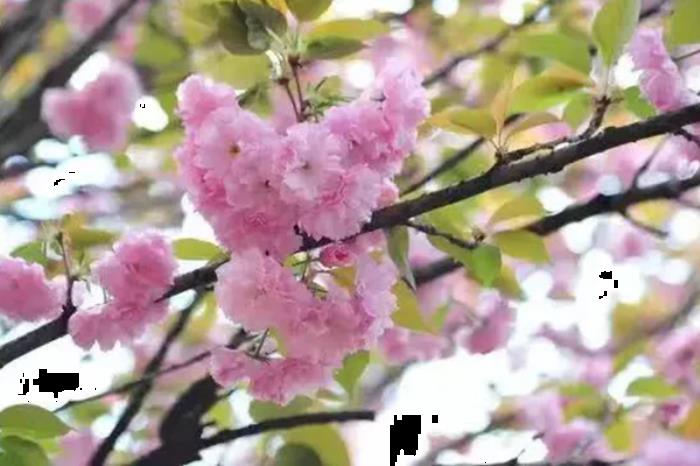 济源春季都有哪些旅游路线推荐