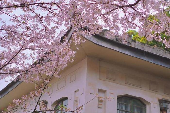 去武汉大学看樱花需要提前预约吗 去武汉大学看樱花需要提前预约吗