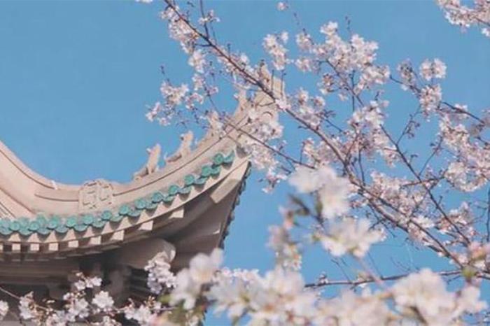 去武汉大学看樱花需要提前预约吗 去武汉大学看樱花需要提前预约吗