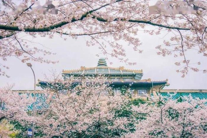 去武汉大学看樱花需要提前预约吗 去武汉大学看樱花需要提前预约吗