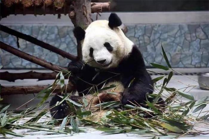西安哪个动物园有大熊猫