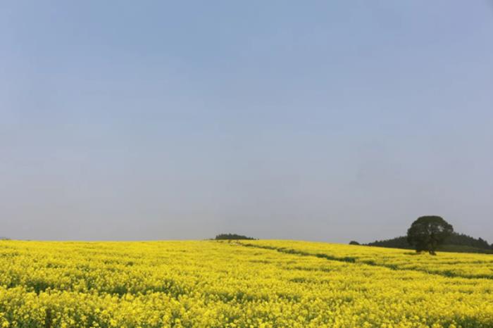 吉安春季有哪些看油菜花的地方 吉安春季有哪些看油菜花的地方