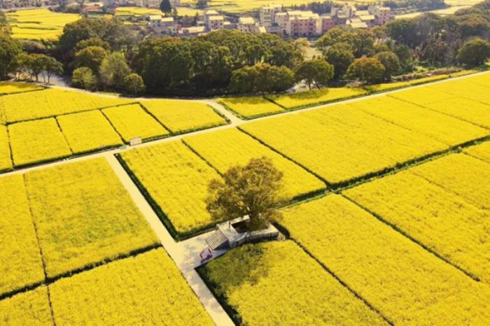吉安春季有哪些看油菜花的地方 吉安春季有哪些看油菜花的地方
