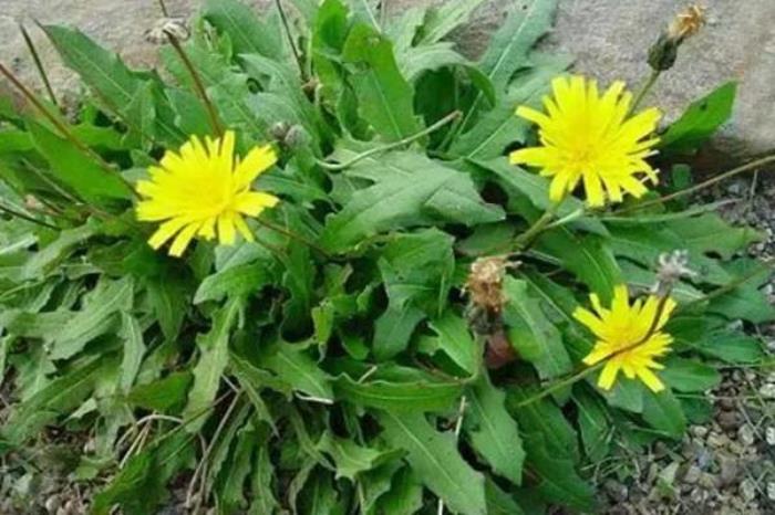 蚌埠春季有哪些特有的野菜吃 蚌埠春季有哪些特有的野菜吃