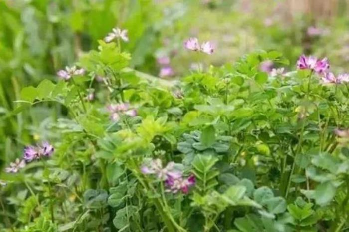 蚌埠春季有哪些特有的野菜吃 蚌埠春季有哪些特有的野菜吃