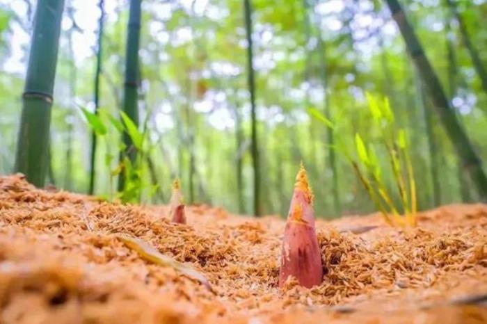 蚌埠春季有哪些特有的野菜吃 蚌埠春季有哪些特有的野菜吃