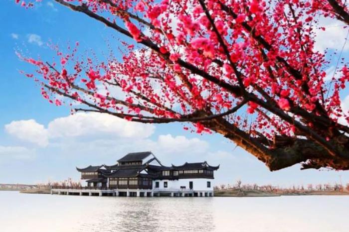 伊芦山梅园里梅花几月开 伊芦山梅园里梅花几月开