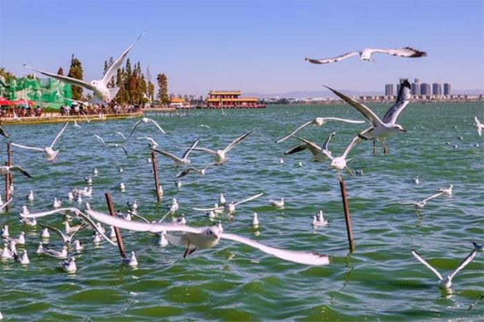 滇池海鸥什么时间去看最好 滇池海鸥什么时间去看最好