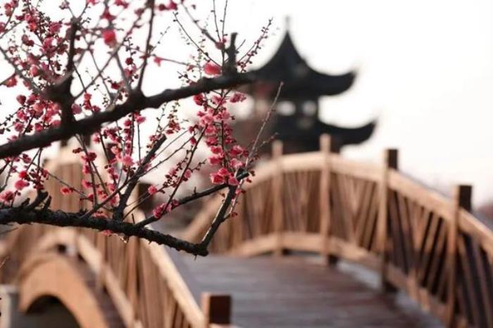 伊芦山梅园在哪里 伊芦山梅园在哪里