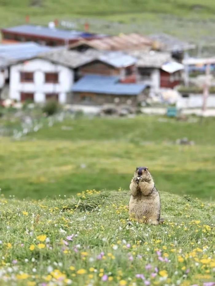 甘孜春夏时节有哪些村庄值得打卡? 甘孜春夏时节有哪些村庄值得打卡?