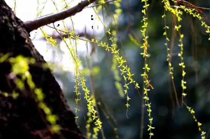 商洛春季有哪些赏花踏青的地方推荐 商洛春季有哪些赏花踏青的地方推荐