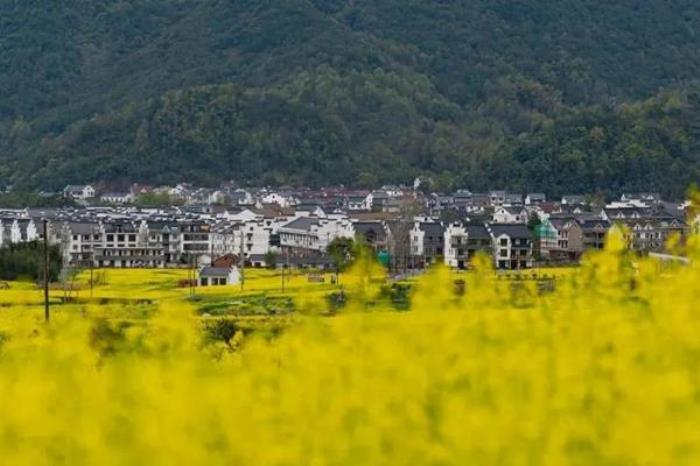 浙江有哪些看油菜花的地方 浙江有哪些看油菜花的地方