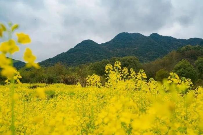 浙江有哪些看油菜花的地方 浙江有哪些看油菜花的地方