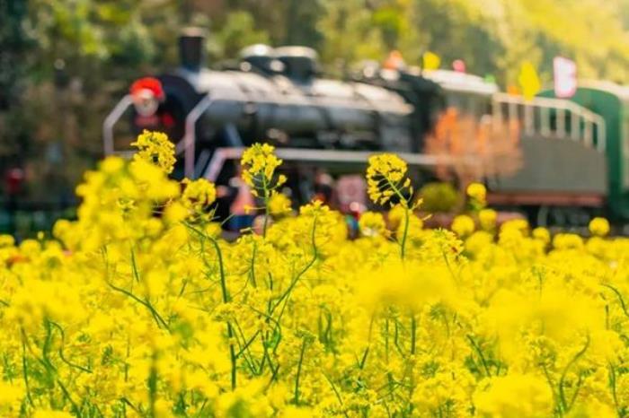 浙江有哪些看油菜花的地方 浙江有哪些看油菜花的地方