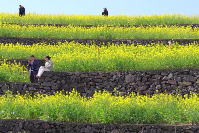 浙江有哪些看油菜花的地方 浙江有哪些看油菜花的地方