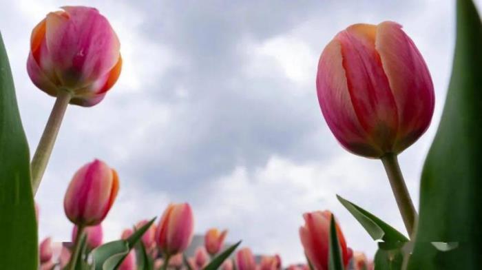 康巴什郁金香在哪看 康巴什郁金香在哪看