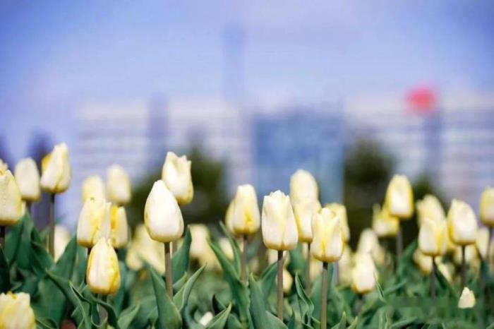 康巴什郁金香在哪看 康巴什郁金香在哪看