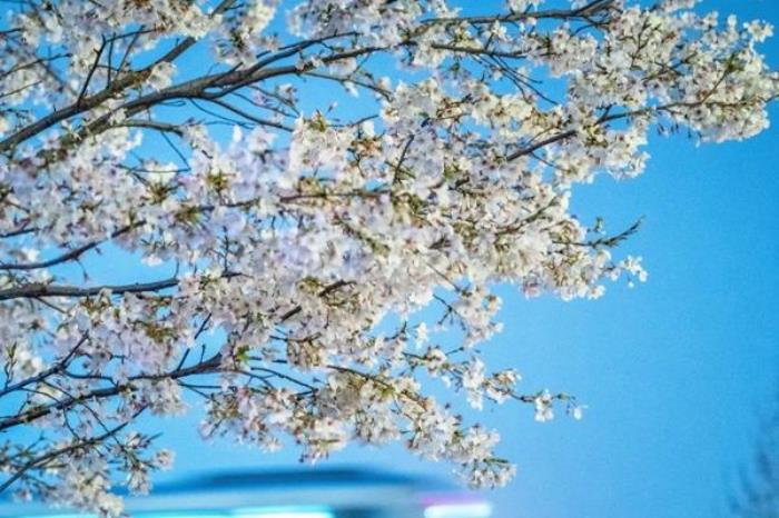 武汉看樱花的地方有哪些 武汉看樱花的地方有哪些