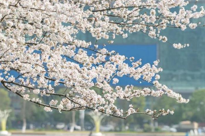 武汉看樱花的地方有哪些 武汉看樱花的地方有哪些