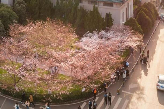 武汉看樱花的地方有哪些 武汉看樱花的地方有哪些