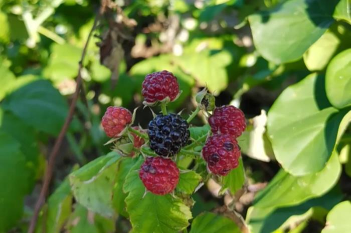 绥滨春季有哪些好玩的地方推荐 绥滨春季有哪些好玩的地方推荐