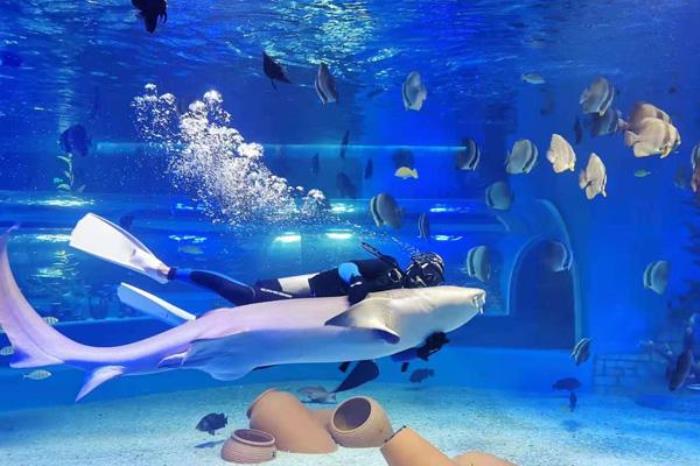 天津文化中心海底世界和极地海洋馆哪个好 天津文化中心海底世界和极地海洋馆哪个好