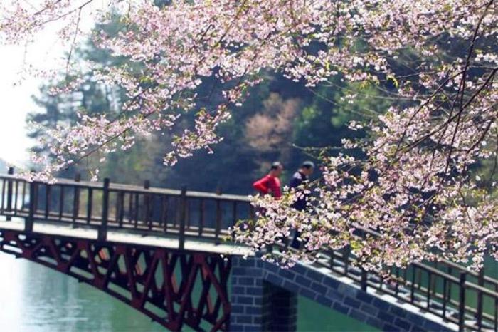 武汉清明节还有樱花吗