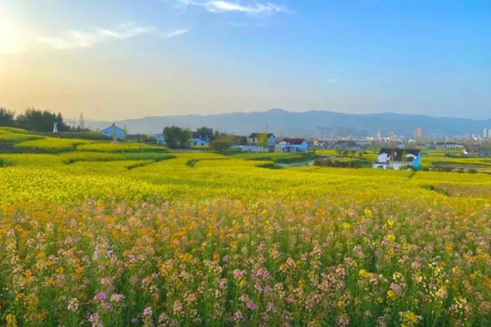汉中有哪些看油菜花的地方推荐