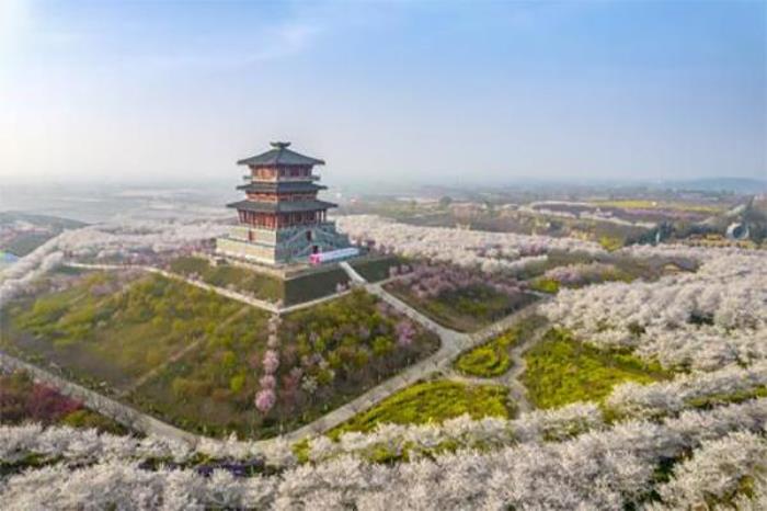 古柏渡丰乐樱花园几月份开花