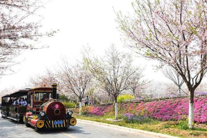 古柏渡丰乐樱花园几月份开花 古柏渡丰乐樱花园几月份开花