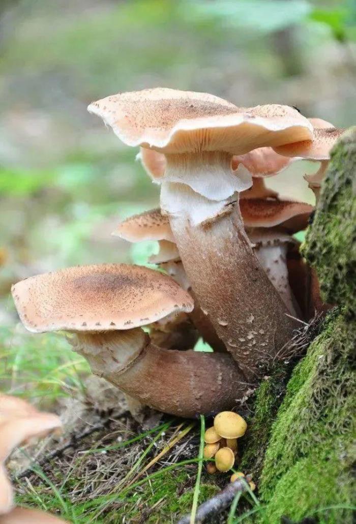 伊春有哪些好吃的森林美味 伊春有哪些好吃的森林美味