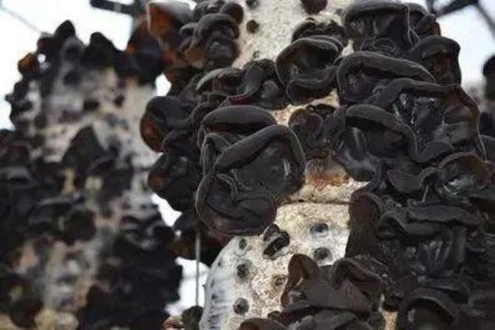 伊春有哪些好吃的森林美味 伊春有哪些好吃的森林美味