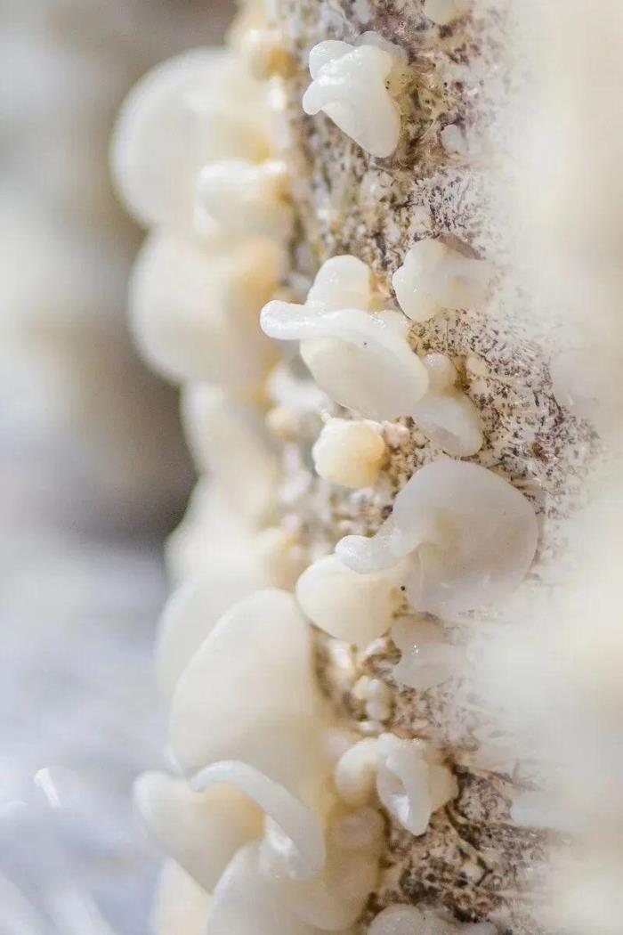 伊春有哪些好吃的森林美味 伊春有哪些好吃的森林美味