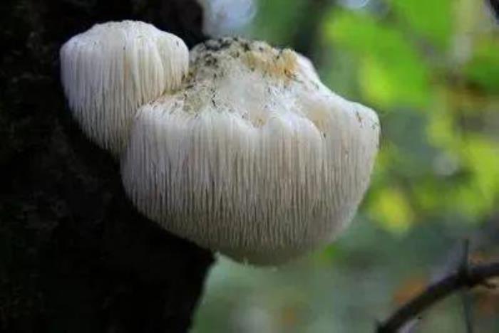 伊春有哪些好吃的森林美味 伊春有哪些好吃的森林美味