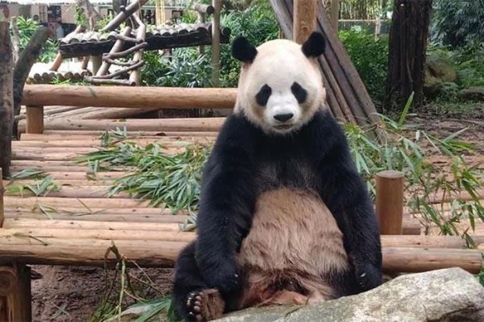 深圳哪个动物园可以看熊猫 深圳哪个动物园可以看熊猫