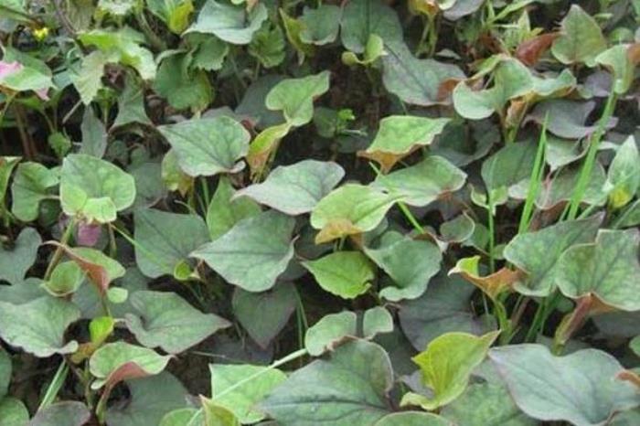 成都挖野菜的地方有哪些