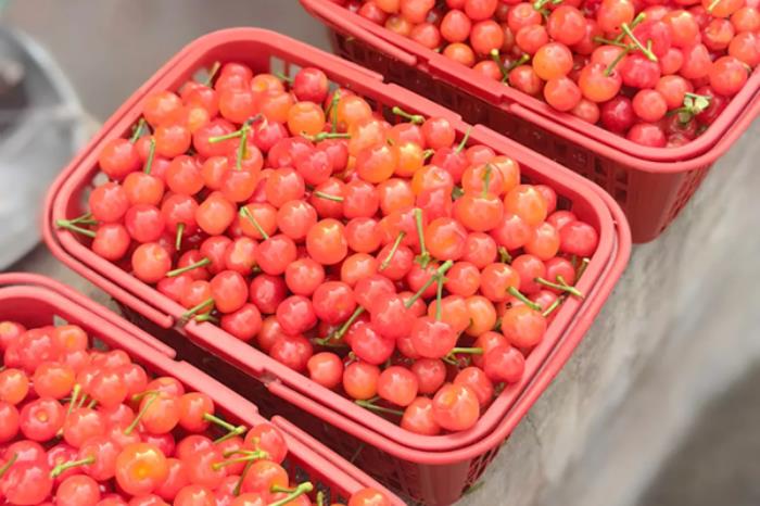 荣县有哪些采摘水果的地方推荐