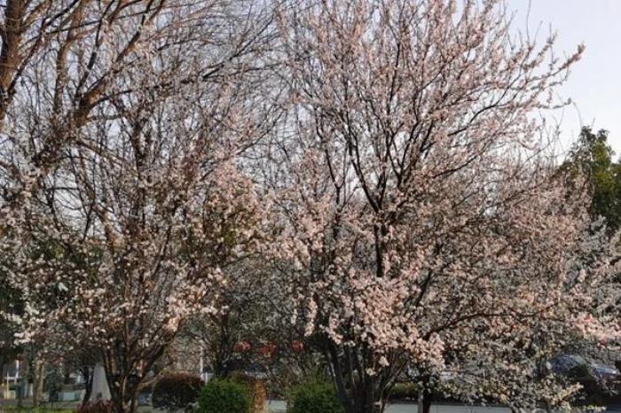 潜江春季有哪些赏花的地方推荐