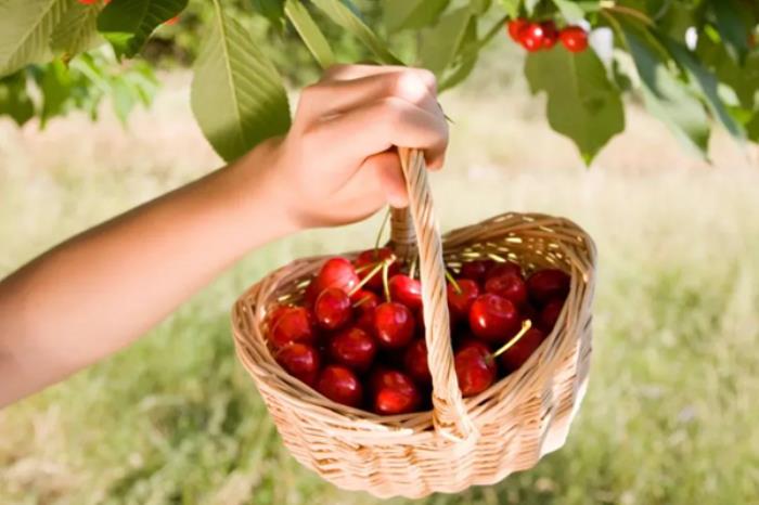 广安有哪些摘樱桃的地方推荐