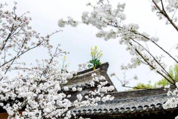 台州赏樱花的地方有哪些