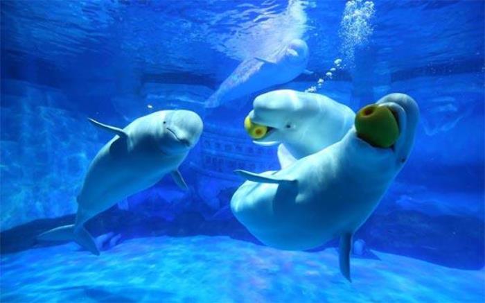 大连老虎滩海洋公园和圣亚海洋公园哪个好