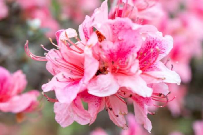 浙江看杜鹃花的地方有哪些