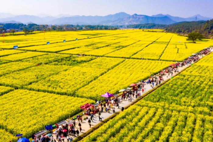 吉安春季有哪些看油菜花的地方