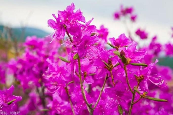 阿尔山春季有哪些花看？有哪些赏花的地方推荐？