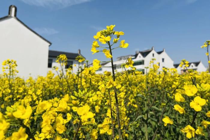 上海春季有哪些适合骑行的地方推荐