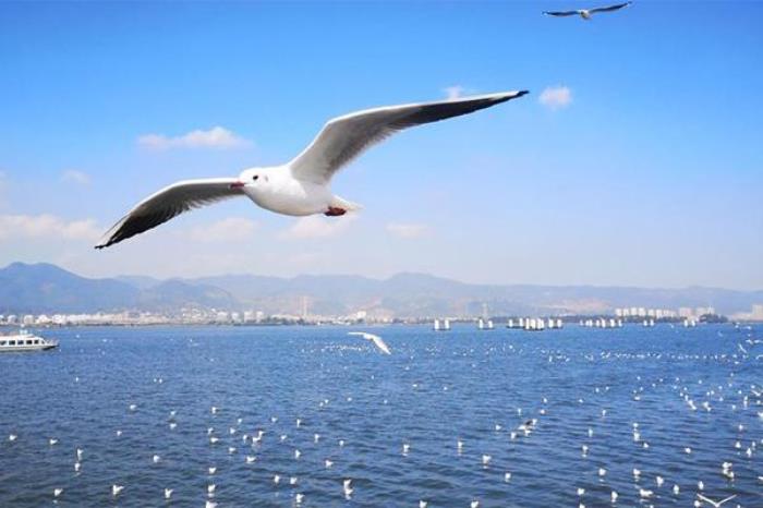 滇池海鸥什么时间去看最好