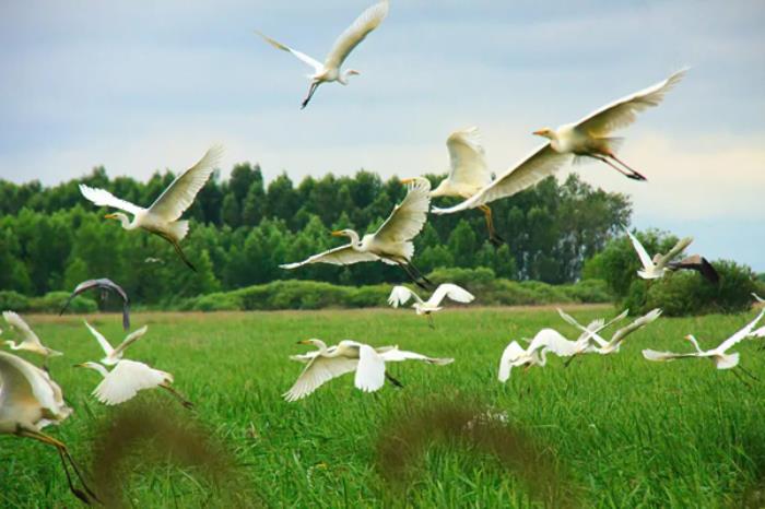 双鸭山春季有哪些赏花观鸟的地方推荐