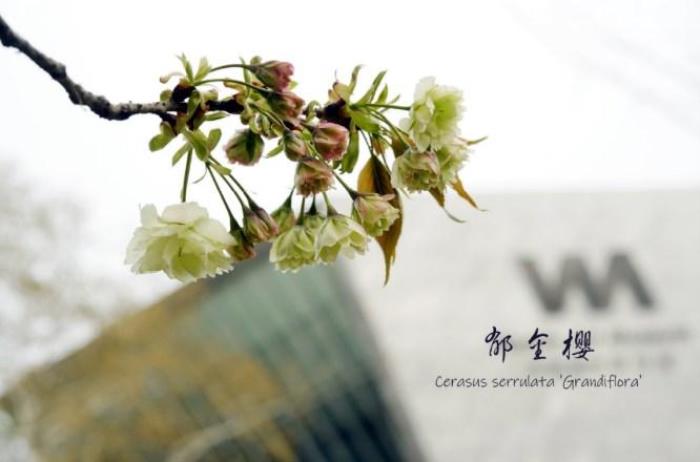 武大樱花有多少品种