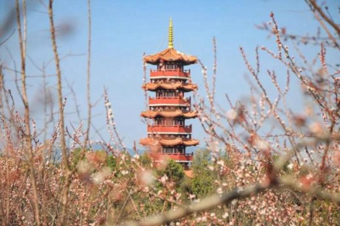 云龙湖杏花什么时间开放